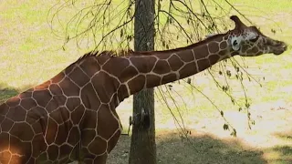 North Carolina Zoo horticulture crew maintains views for visitors and keeps the animals happy