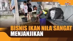 BISNIS IKAN NILA SANGAT MENJANJIKAN