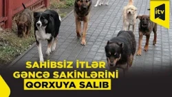 Gəncədə sahibsiz itlər təhlükə saçır – Bir ayda 190 heyvan dişləməsi qeydə alınıb