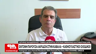 Έντονη παρουσία ακρίδων στην Καβάλα – Καθησυχαστικοί οι ειδικοί