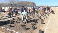 Újabb zöld sikert értek el Kecskeméten: különleges minierdővel gazdagodott a város