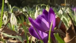 A Kámoni Arborétumban most tömegesen virágoznak a tavaszi hagymások