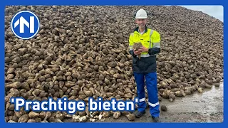 De suikerbieten voor de fabriek in Hoogkerk komen van heinde en verre