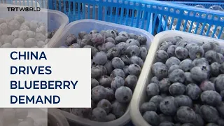 Zimbabwean blueberry farmers scrambling to meet Chinese demand