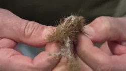 Spiagge invase dalla microplastica, da Focene a Torre Flavia. La poseidonia piena di poliestere Spiagge invase dalla microplastica, da Focene a Torre Flavia. La poseidonia piena di poliestere