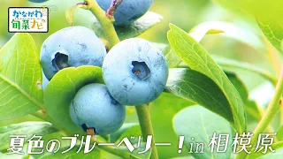 「夏色のブルーベリー！in 相模原」かながわ旬菜ナビ 2026/7/19放送