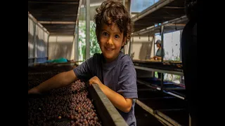 Manos que cultivan tradición: Muestra fotográfica resalta el esfuerzo del café en Fundochamba