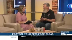 Protecting your pets from fleas