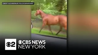 Old Westbury Police help catch loose horse along LIE service road
