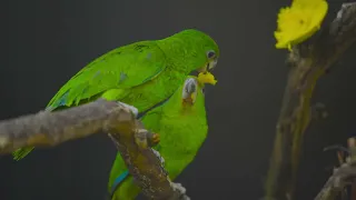 Aus Schmuggel-Eiern wurde Artenschutz: Seltene Papageien-Küken in Schönbrunn