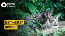 TRANSPORTE DE ANIMAIS | Comissão aprova regras para transporte de animais domésticos