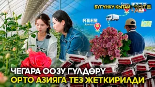 Чегара оозу гүлдөрү орто Азияга тез жеткирилди