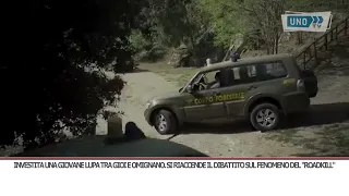 SRV FORGOT INVESTITA