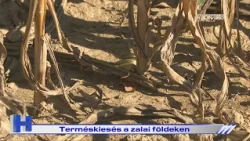 Terméskiesés a zalai földeken – ZTV Híradó 2026-10-08