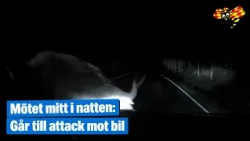 Bison går till attack mot bil – mitt i natten
