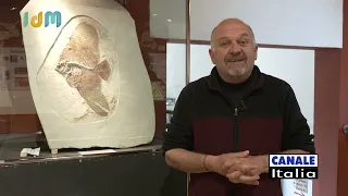 Italia delle Meraviglie "Museo dei Fossili di Bolca" | Canale Italia
