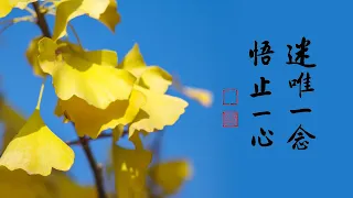 淨空老法師｜大經專修（二）｜從錯誤回過頭來，這叫修行-第0161集