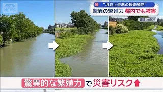 驚異の繁殖“地球上最悪”侵略植物に秘密兵器　中華料理でおなじみ「あの食材」で対抗【スーパーJチャンネル】(2026年6月30日)