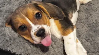 Genetically modified beagle is hypoallergenic