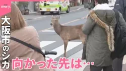 【シカ】大阪市に出没 府警の敷地内に逃げこみ捕獲 【シカ】大阪市に出没 府警の敷地内に逃げこみ捕獲
