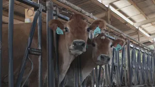 How Fresno State protects cows from extreme heat