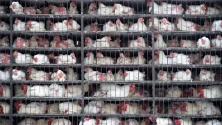 Monte de las Aguas residents reject poultry farm and threaten protests