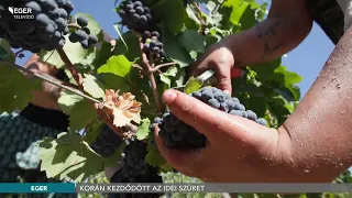 Korán kezdődött az idei szüret - 2026.09.01.