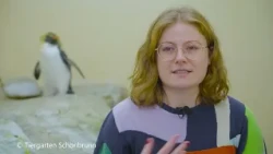 Penguin Couples at Schönbrunn Zoo: She incubates, he builds and steals