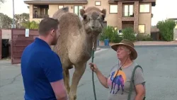 Жительница Хендерсона борется за сохранение своих животных на фоне споров вокруг верблюдов.