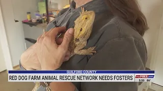 Red Dog Farm Animal Rescue Network in need of fosters