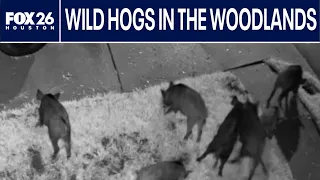 Wild hogs invade Montgomery County neighborhood, residents concerned about safety