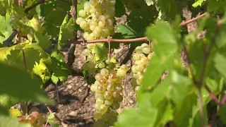 Grape harvest in Liguria kicks off right after mid-August this year 08/29/2026