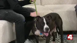 Meet Angeline, our Pet of the Week