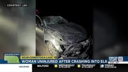 Nearly 600-pound elk dies after Lancaster County crash