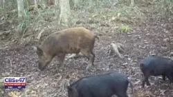 Дикие кабаны переселили жителей района World Golf Village; товарищество собственников жилья одобр... Дикие кабаны переселили жителей района World Golf Village; товарищество собственников жилья одобр...