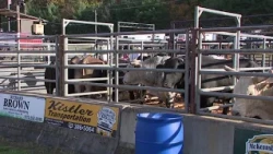 Yeehaw, Schuylkill County! The Stampede is riding into town!