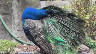 Oakland neighborhood protects 'Kevin the Peacock'