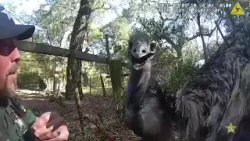 'I'm in pursuit of an emu' | Watch: Florida deputy captures massive runaway bird