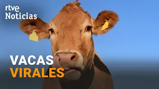 A Cantabria cattle farm, the new viral phenomenon taking social media by storm | RTVE