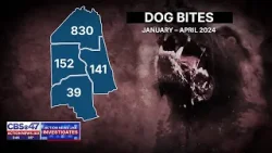 Investigates: Who let the dogs out? | Action News Jax