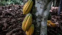 Le Ghana baisse le prix du cacao à la ferme pour stimuler la demande