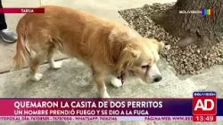 Two puppies were left without their shelter