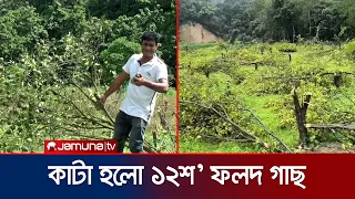 অতিরিক্ত মাসোহারা না দেয়ায় ১২শ’ ফলদ গাছ কেটে ফেলার অভিযোগ | Moulvibazar Tree Cutting | Jamuna TV