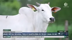 Leilões Trilogia Katayama oferta 350 matrizes prenhes no Canal do Boi