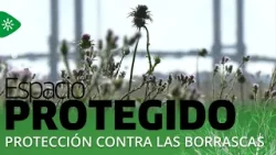 Espacio protegido | La naturaleza como escudo frente a las borrascas Espacio protegido | La naturaleza como escudo frente a las borrascas