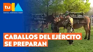 This is how the horses prepare for the great 2026 Military Parade | Tu Día