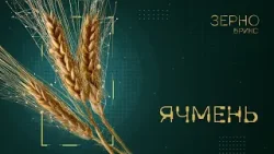 «Зерно БРИКС». Ячмень «Зерно БРИКС». Ячмень
