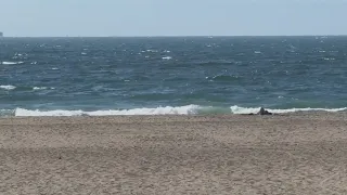 Decapitated sea lion discovered at SF's Ocean Beach