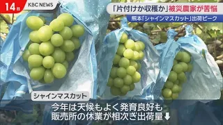 Earthquake of magnitude 7 in Uki City: Shine Muscat grapes at peak shipping season, but farmers a...