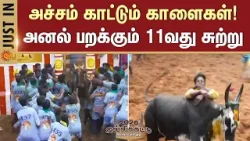 Alanganallur Jallikattu -2026 | 11th Round | Heavy Training | Players | Struggle | Prize |Madurai